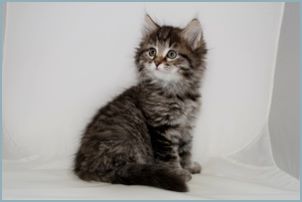 Male Siberian Kitten from Deedlebug Siberians